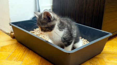 Factors to consider before purchasing automatic cat litter boxes