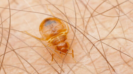 How to figure out if your home is infested bed bugs