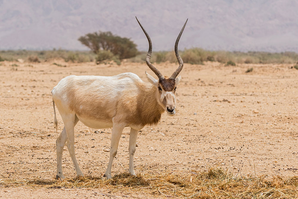 Saharan bovid
