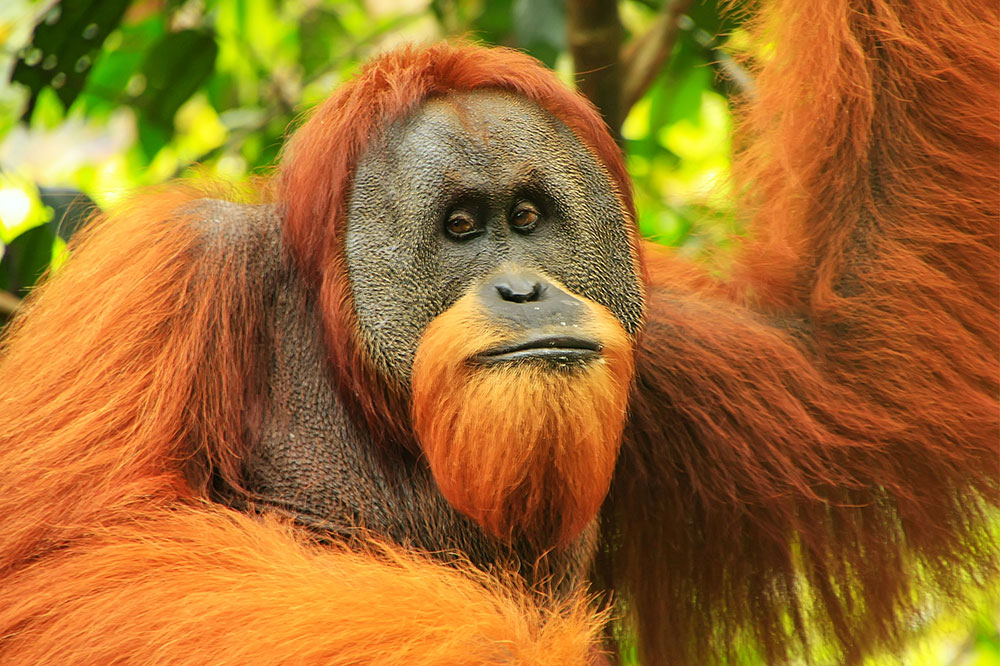 Sumatran orangutan